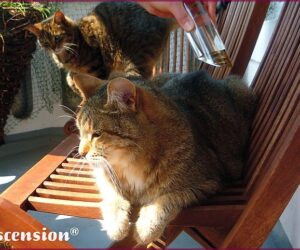 Ascension-Tiere-Katzen-Calming-XL-rahmen-III