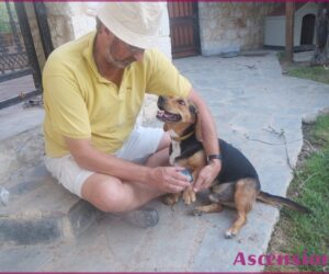Ascension-tieren-Hund-Pyramide