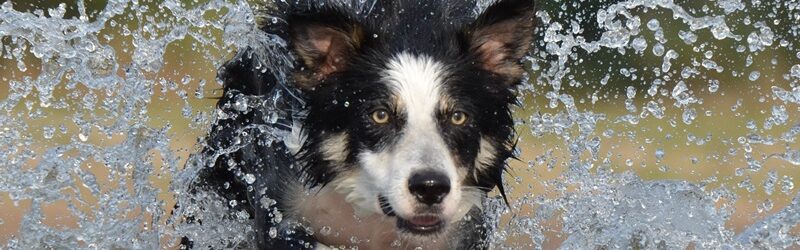 Hunde-border-collie-667488