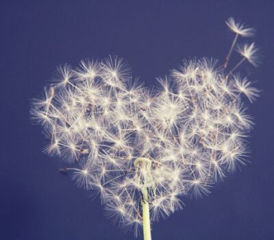 Pusteblumen-Harz-dandelion-5063527