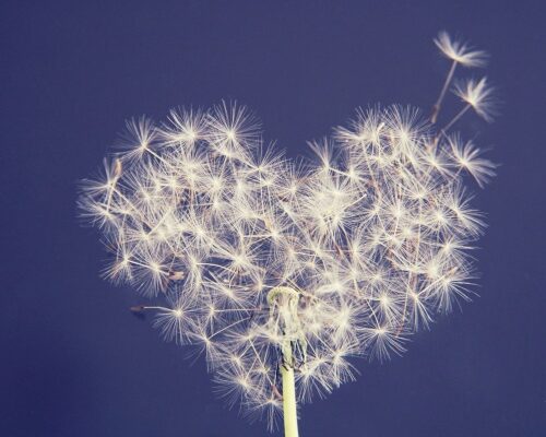 Pusteblumen-Harz-dandelion-5063527
