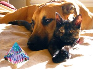 Pyramide - Hunde-Katzen