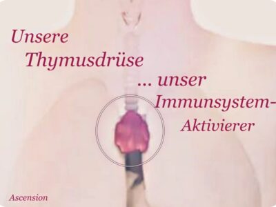 AsCension - Thymusdrüse