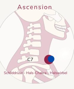 Ascension - Schilddrüse