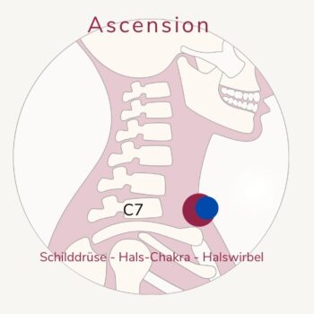 Ascension - Schilddrüse