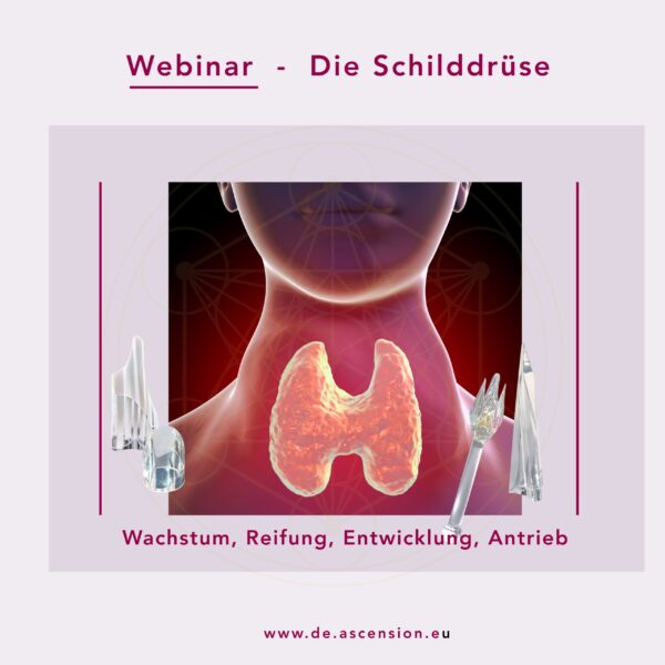 Die Schilddrüse, Wachstum, Reifung, Entwicklung, Antrieb