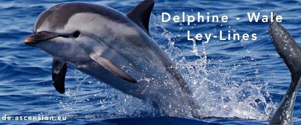 Delphine-Wale-Ley-Linien
