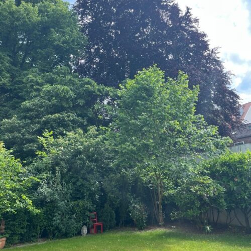 Ascension - andere Dimensionen - Garten